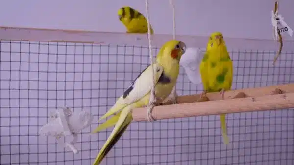 Budgie and Cockatiel are two of the most popular pet birds out there. As such, many bird lovers often wonder whether these two birds can share a cage. 