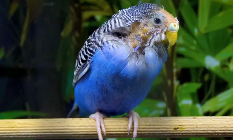 Common Budgie Health problems and Diseases