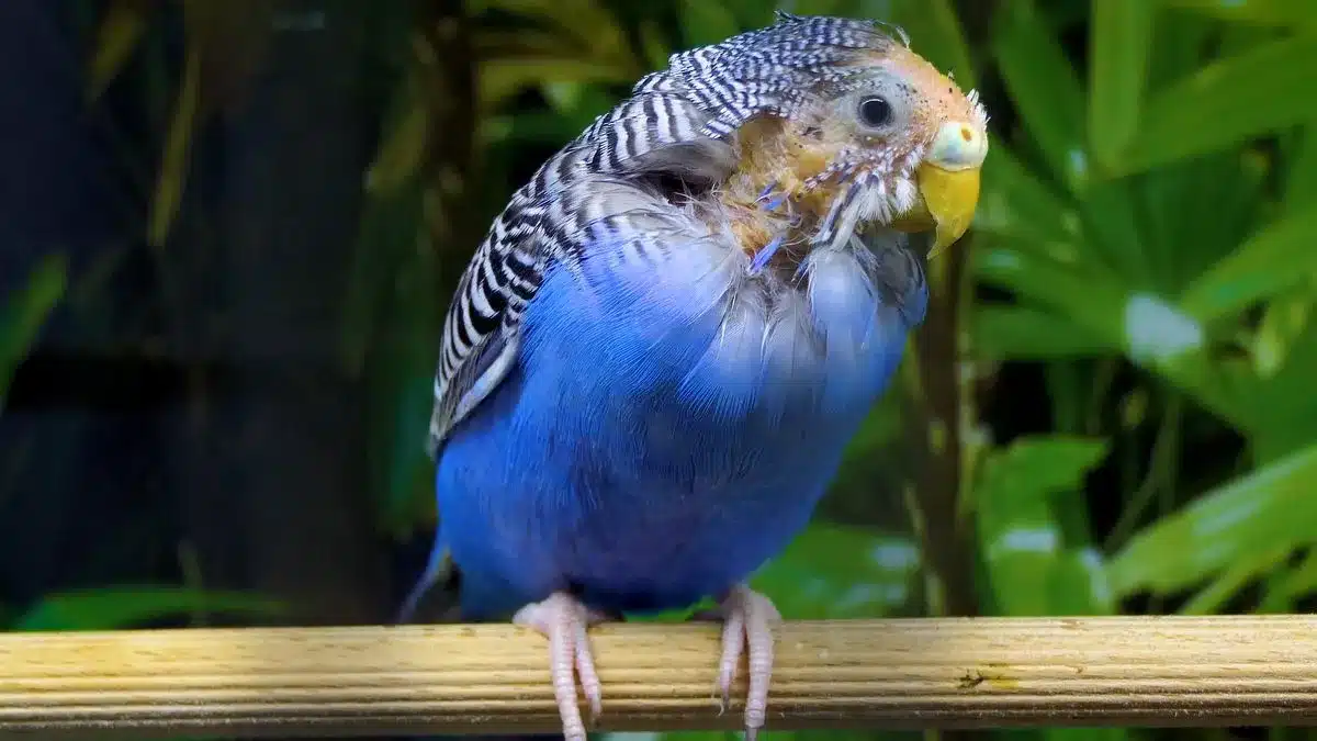 Common Budgie Health problems and Diseases