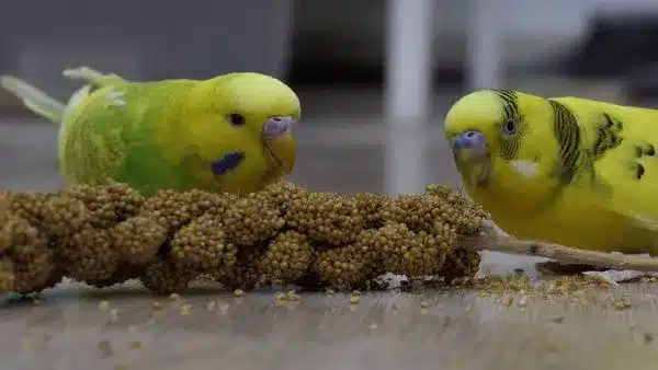Budgies are messy only if you allow them to be. It’s hard for you to get the motivation to regularly clean your budgie’s cage...