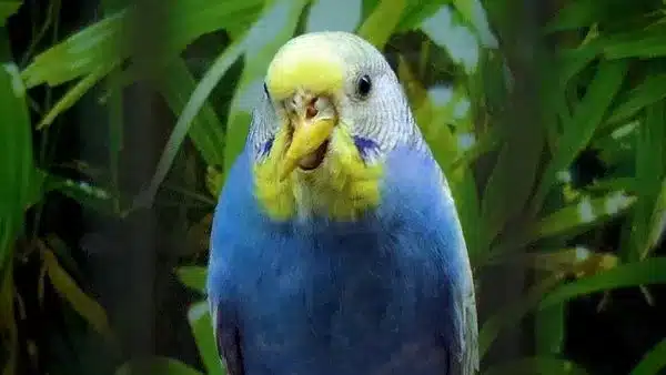 Sick Budgie? You will understand your budgie’s health more deeply and hopefully no longer struggle with anxiety over their health.