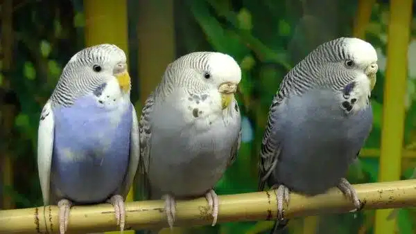 Getting a Budgie