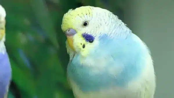 If you’re thinking of getting a budgie, be sure you're going to stay committed to feeding, cleaning, and regularly taking this bird to the vet.