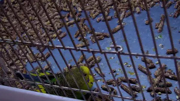 sick budgie on bottom of cage