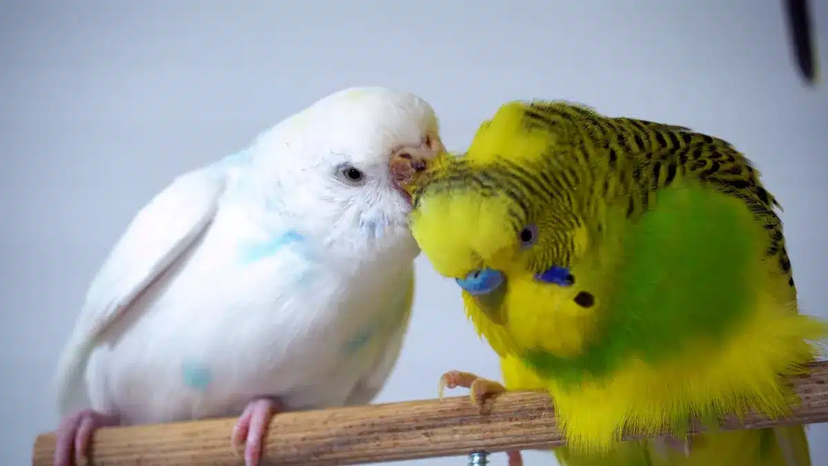 Five important reasons why your budgie smell horrible