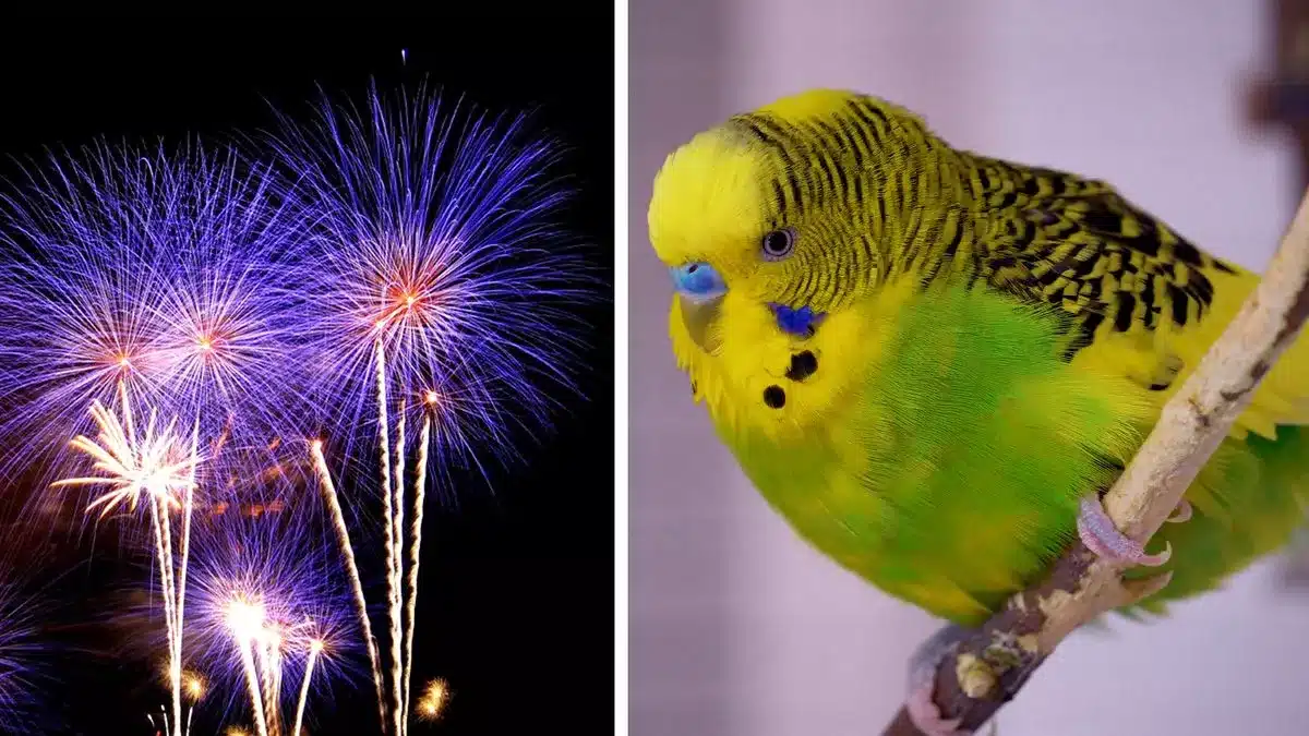 Budgies are sensitive to thunderstorms, gunshots, and fireworks. Therefore, you must prepare your delicate bird for such events.