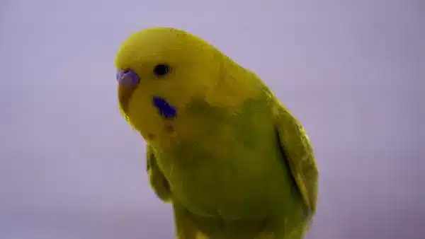 Budgies are sensitive to thunderstorms, gunshots, and fireworks. Therefore, you must prepare your delicate bird for such events. 