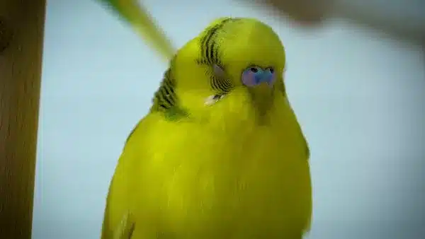 Budgie Health is important for us. Since budgies usually hide any signs of illnesses, a disease may be quite advanced by the time you notice anything.