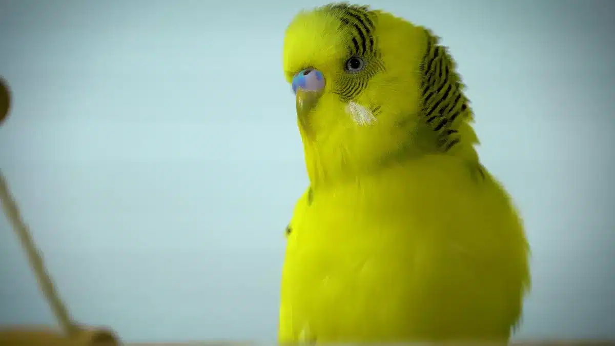 WHAT SCARES YOUR BUDGIE