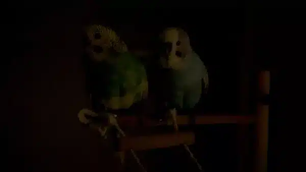 You often ask yourself what scare my Budgie? Why he is freaking out when he got everything he needs, but he is still under stress :(