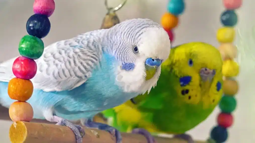 5 Signs that your Budgie HATES YOU