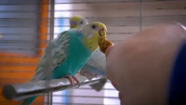 It’s okay to be a little obsessed with your budgie, especially in the beginning. Over time, you will find it easier to slowly lay off.