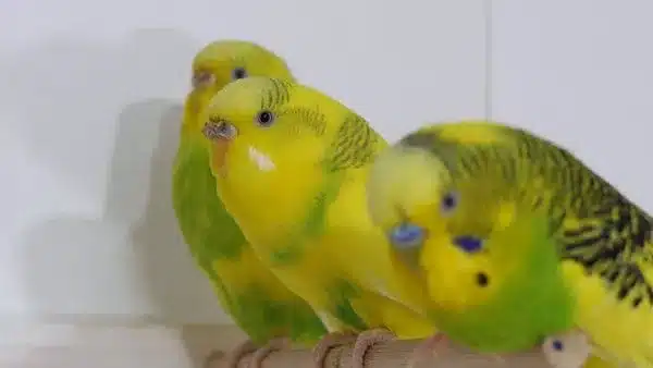 The best way to figure out what scared your budgie most, you need to pay attention to them. You’ll be able to immediately notice changes