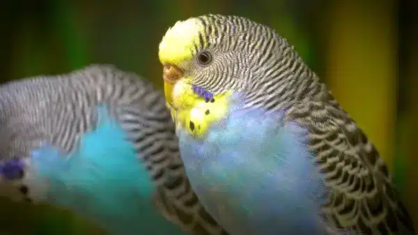 The best way to show your budgie love is to be present while you are with them. Enjoy every second you have together...