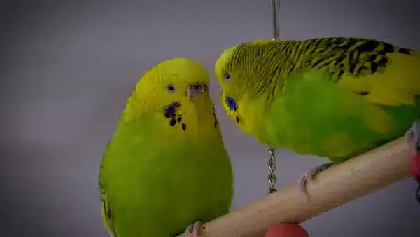 The best way to avoid mistakes regarding your budgie is to pay attention to him. This way, you can easily notice something wrong