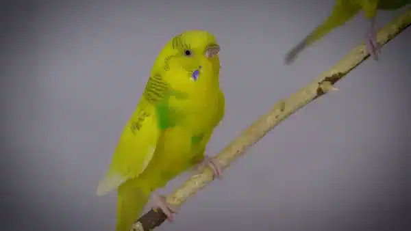 If your budgie is excited to see you or whether they’re just trying to use you. They want treats from you, and all attention