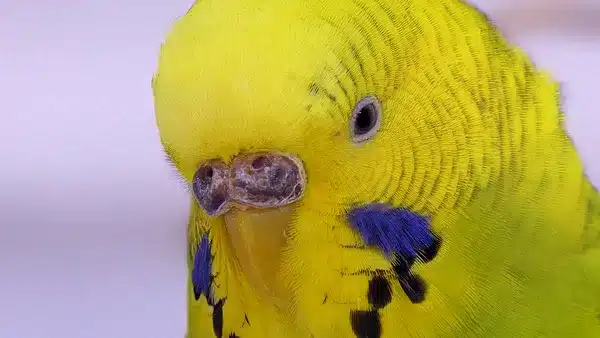 How do know Happy Budgie sounds? Budgies chatter non-stop. It sounds like a combination of some of the other noises. 