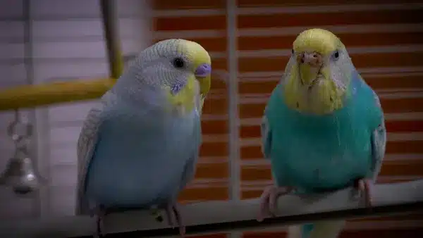 The new budgie is not eating or drinking anything. Even up to 3 or 4 days after being introduced into your home, you may believe the budgie..