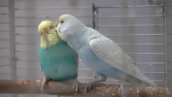 Budgies Breeding Season for experienced budgie breeders should be once per year. Budgie species are monogamous, and budgies are very loyal.