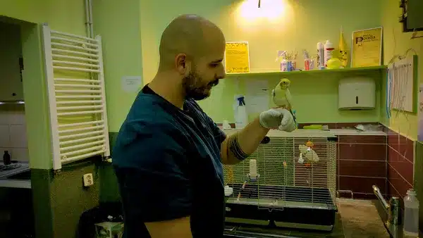You are probably thinking of how to care for cockatiel once you become an owner. Is it hard to do so? Learn what to do from their feeding...