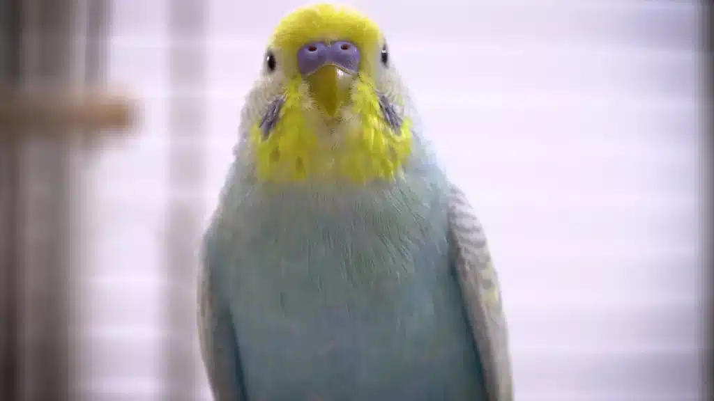 Budgie Tumor Symptoms | Budgie is having a lump