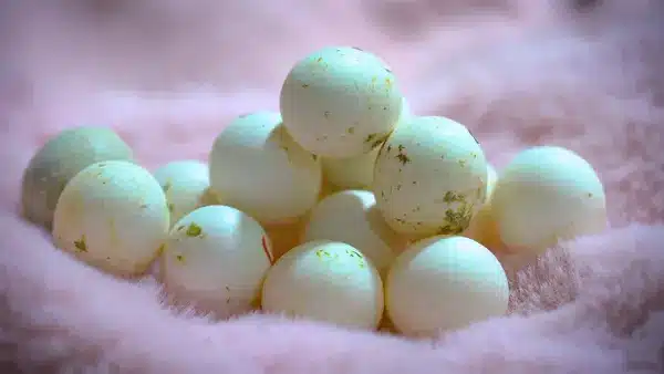 Budgie egg problems, and their treatment in the end. Learn more about egg bound is a condition when breeding budgies.