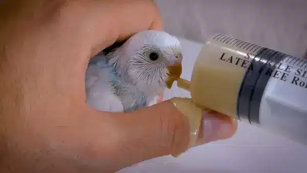 4 Week Old Budgie, they look very small, they need active attention and care from you or their budgie mother. They are just baby budgies