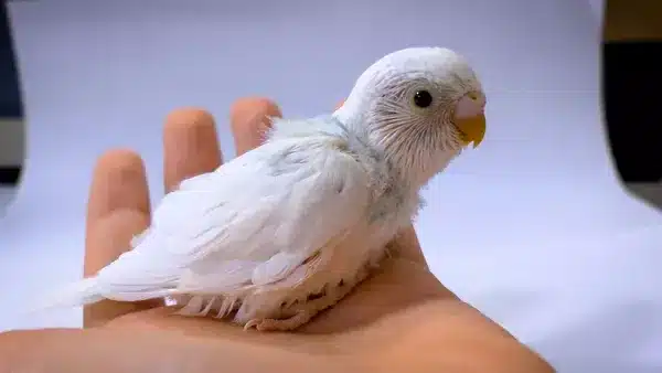 4 Week Old Budgie, they look very small, they need active attention and care from you or their budgie mother. They are just baby budgies