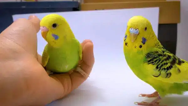 4 Week Old Budgie, they look very small, they need active attention and care from you or their budgie mother. They are just baby budgies