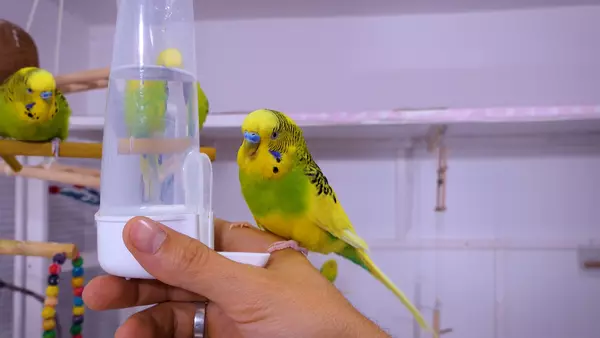 How to Treat a Sick Budgie at Home? These are small birds that if they are sick require special care and attention. 