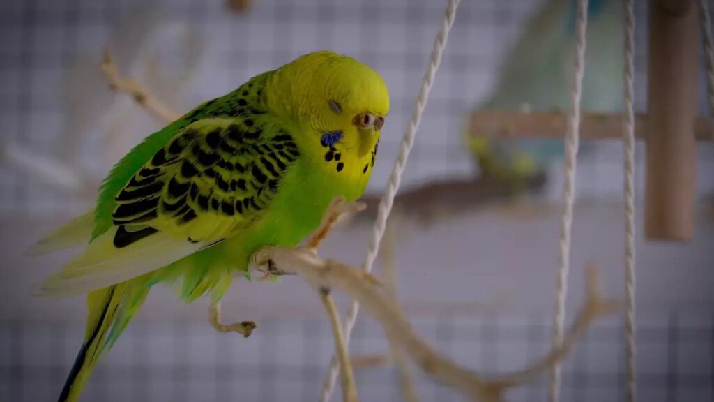 Budgie Cere Chart Budgie gender