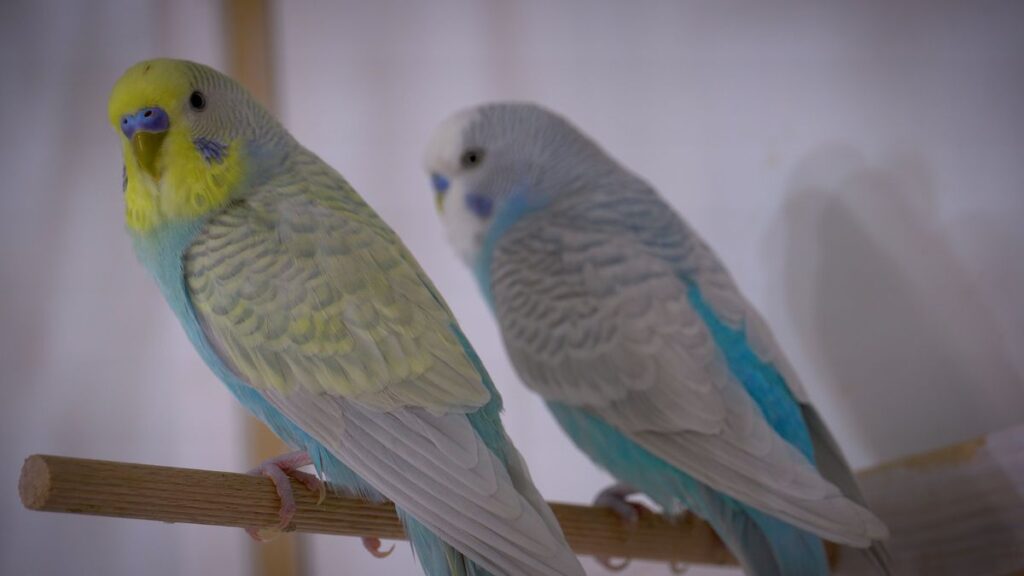 Budgie Flight Feathers