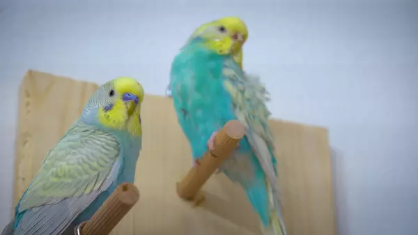 Budgie flight feathers can grow back. Nutrient deficiencies can cause loss of flight feathers. Accidentally injured can be a cause too