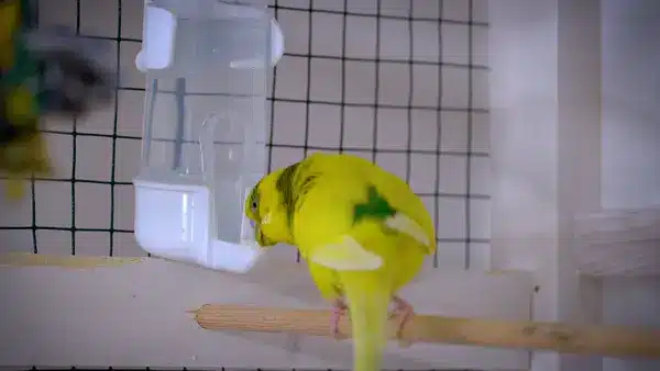 Now in various five shops, you can find water feeders for budgies. You need to provide your bird with a clean amount of water.