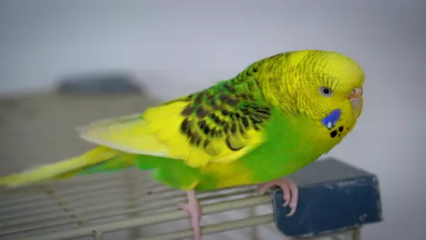 Budgie flight feathers can grow back. Nutrient deficiencies can cause loss of flight feathers. Accidentally injured can be a cause too