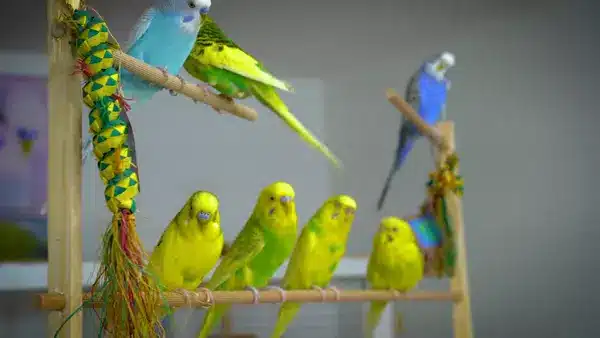 Budgie flight feathers can grow back. Nutrient deficiencies can cause loss of flight feathers. Accidentally injured can be a cause too