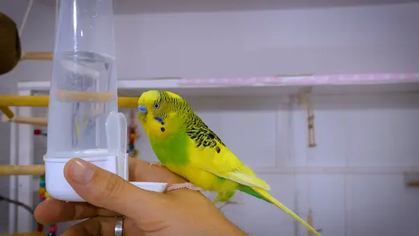 Now in various five shops, you can find water feeder for budgies. You need to provide your bird with a clean amount of water.