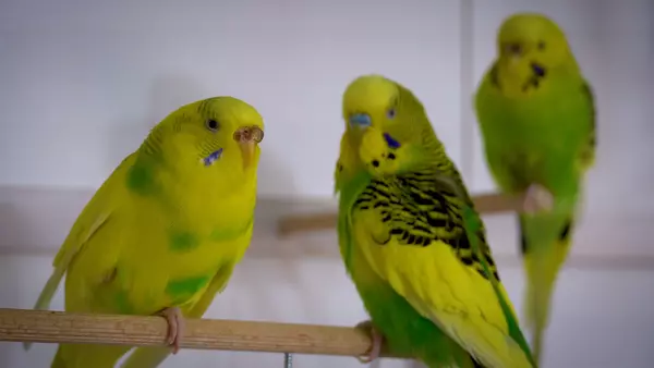 Budgie flight feathers can grow back. Nutrient deficiencies can cause loss of flight feathers. Accidentally injured can be a cause too