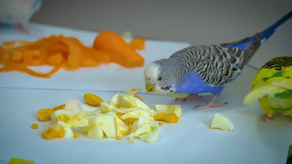 Budgie treats can be helpful while taming your budgie, to entertain your budgie too. Be aware, that some treats can be harmful to your bird.