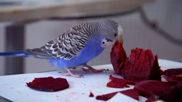 Budgie treats can be helpful while taming your budgie, to entertain your budgie too. Be aware, that some treats can be harmful to your bird.