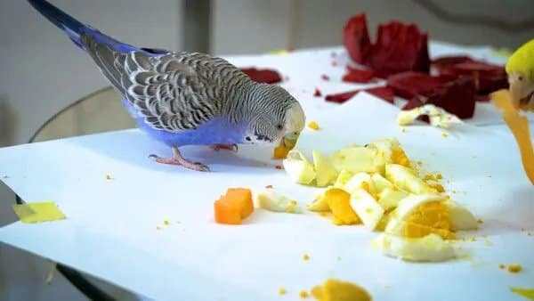 Budgie Breeding Food is just a healthy list of Food for pair. Encouraging your budgies to breed is providing them with a healthy environment.