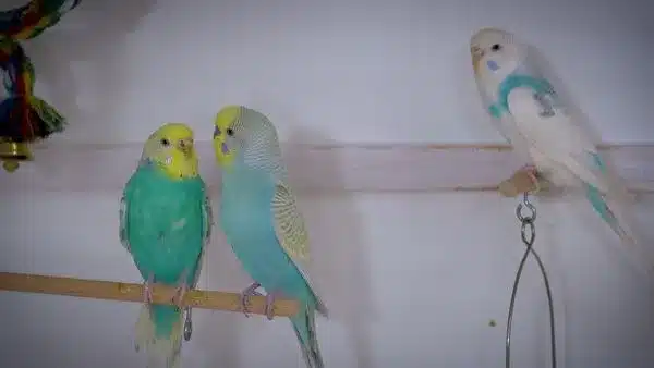 Budgie Breeding Food is just a healthy list of Food for pair. Encouraging your budgies to breed is providing them with a healthy environment.