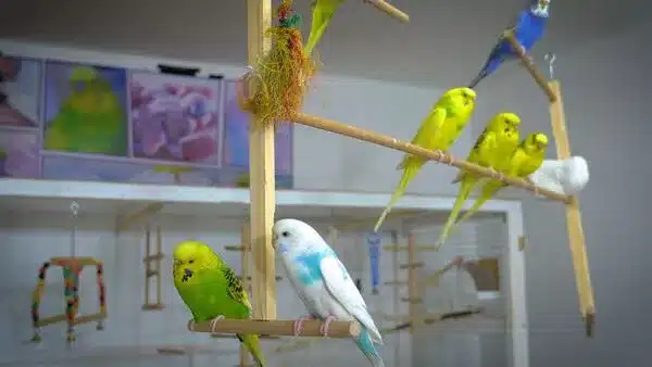 Budgies like to play, sing, eat and sleep! Also, budgies like to play with you, did you know they love music?
