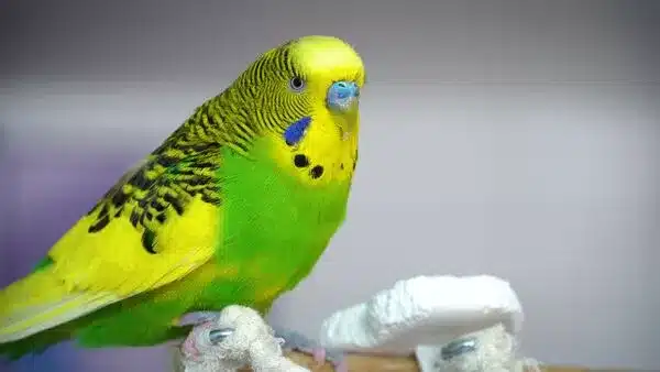 Do budgies talk to each other? Do they have budgie language or how do they communicate with each other? btw. There is a budgie translator too