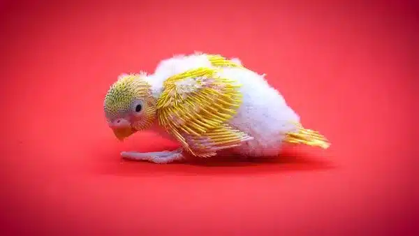 Baby Budgies Keep Dying is a very stressful experience for any breeder. Mother Budgie can kill their babies, and die from not feeding them.