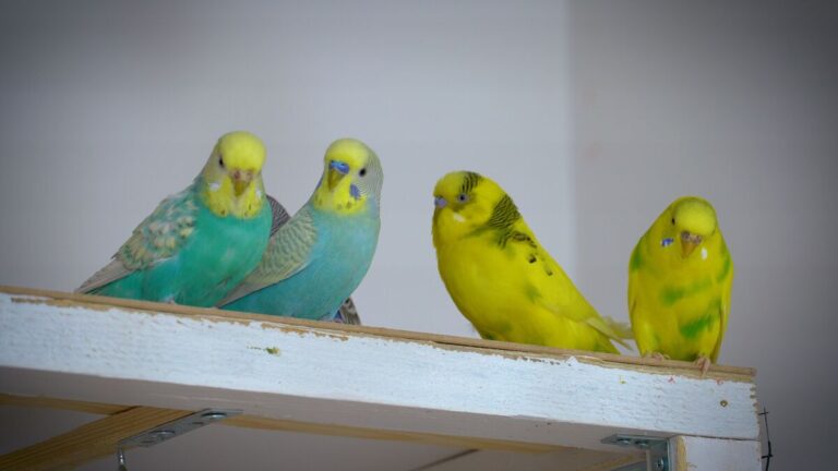 Alen AxP Budgie Community | Alen AxP Budgie Community