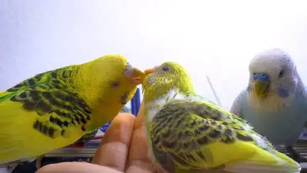 Baby Budgies Keep Dying is a very stressful experience for any breeder. Mother Budgie can kill their babies, and die from not feeding them.