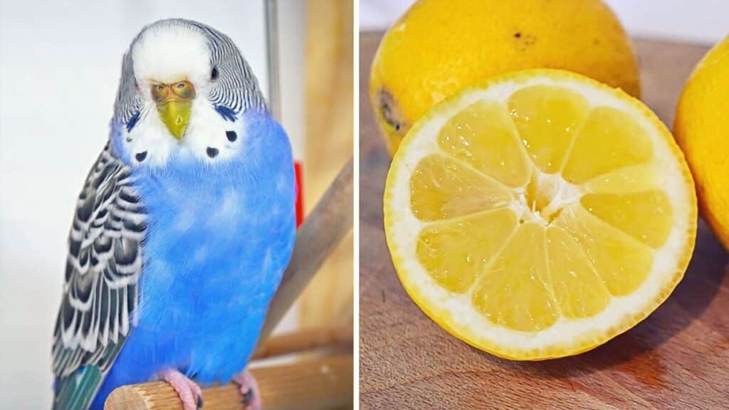 Budgies and Lemon as Medicine