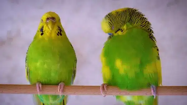 If you have ever wondered how budgies see humans and what do they actually see, you are in the right place. 
