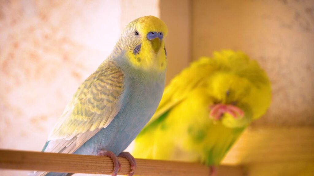 Do budgies poop everywhere? How to stop them?